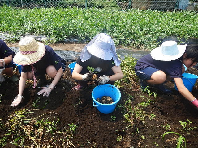 山村国際高校生徒がジャガイモ掘りを体験
