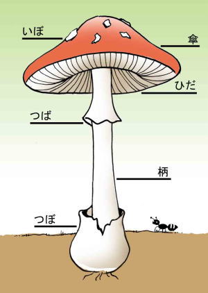 キノコってどんなもの