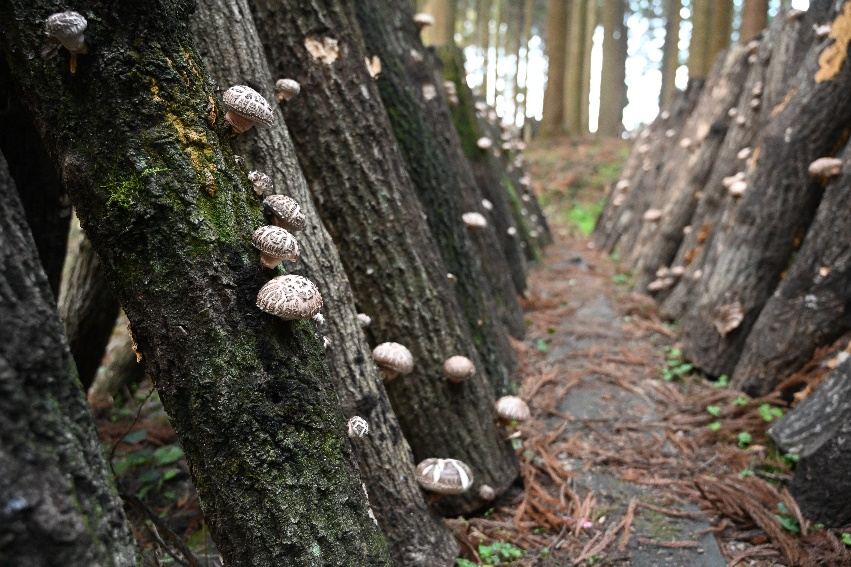森林資源の継承～大分県産乾シイタケの食品機能を探索する～