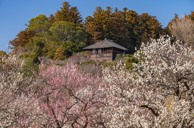 日本三名園のひとつ偕楽園