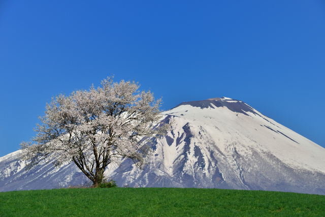 岩手山と一本桜