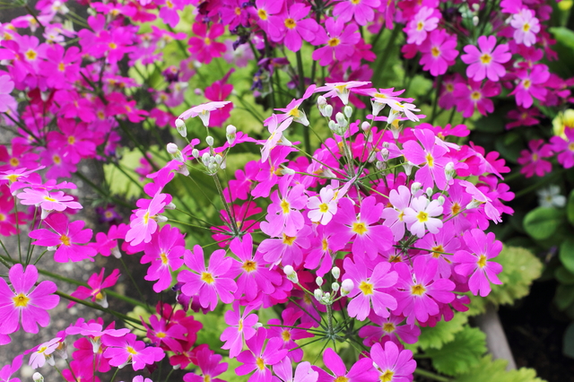 県の花「サクラソウ」