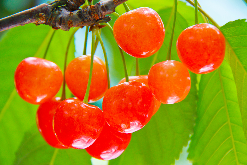 山形県の特産物「さくらんぼ」