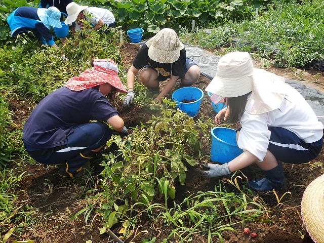 山村国際高校生徒がジャガイモ掘りを体験