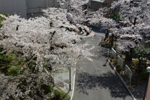 ▲3月下旬に満開を迎えた駒込キャンパスの桜
