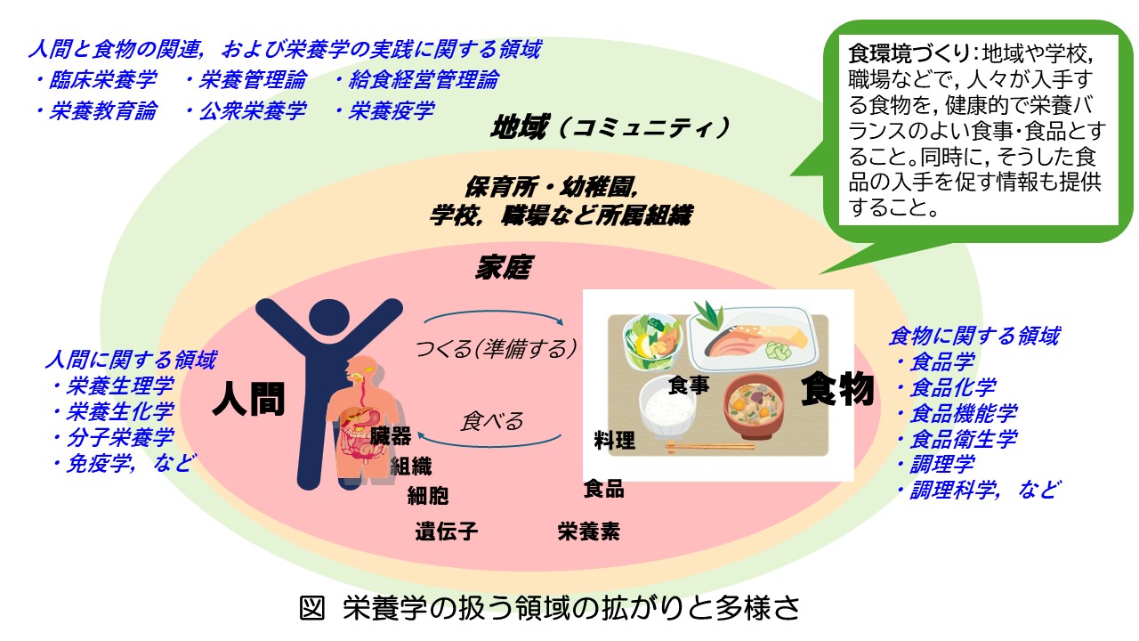 最新栄養学 : 専門領域の最新情報 第1回】栄養学は深くて面白い！ | Journal KAGAWA ヨクシル | 日本栄養大学