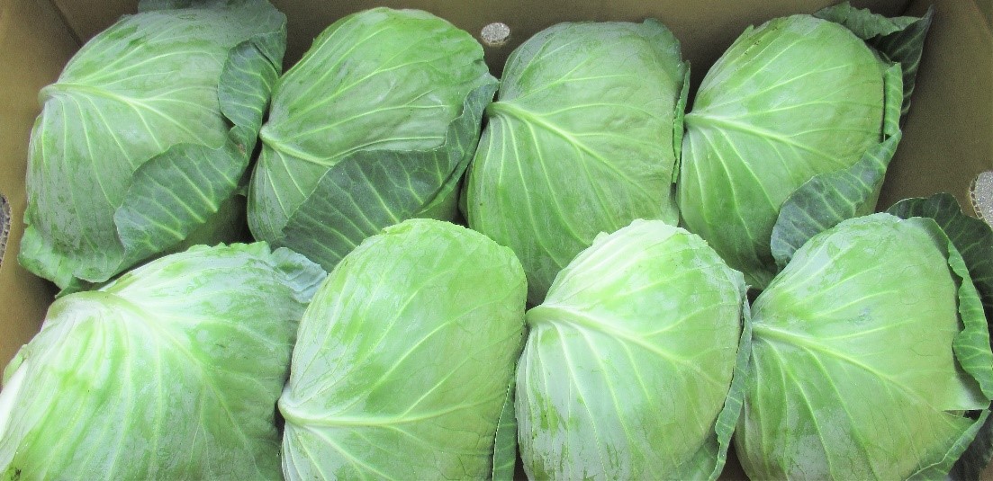 cabbage1