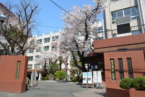駒込桜1