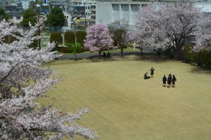 ▲満開の桜が新入生を迎えました。